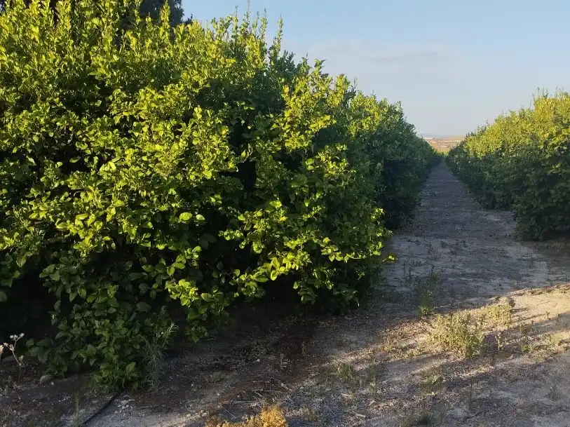 Terreno en venta en Molina de Segura