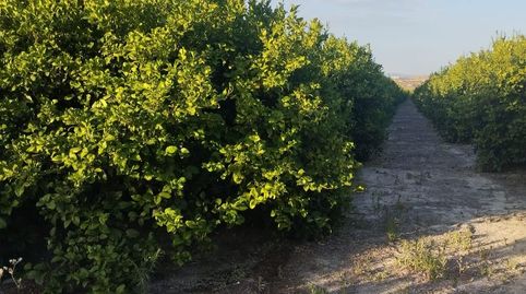 Foto 2 de Terreno en venta en Calle Campo Lindo, 1c, El Fenazar - Campotéjar, Molina de Segura