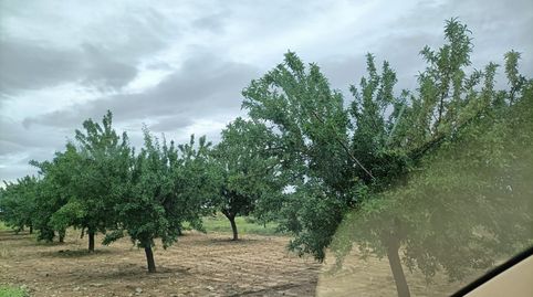 oferta de almendros , immagine 5
