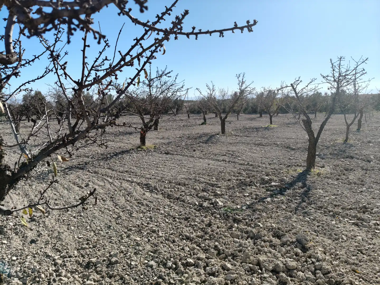 Terreno rústico en venta en Cortes de Baza, imagen 7