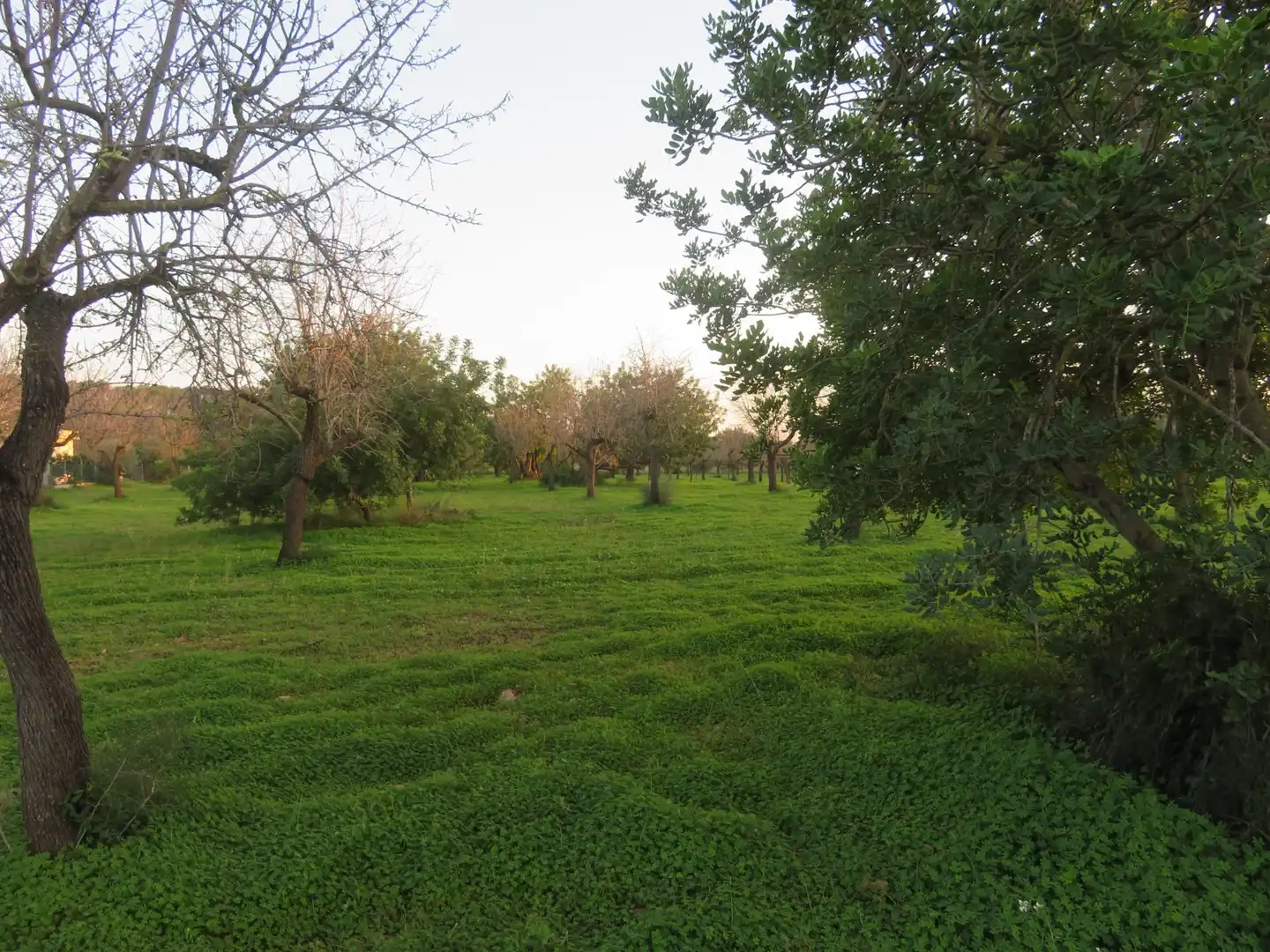 Terreny rústic en venda a Selva, imagen 5