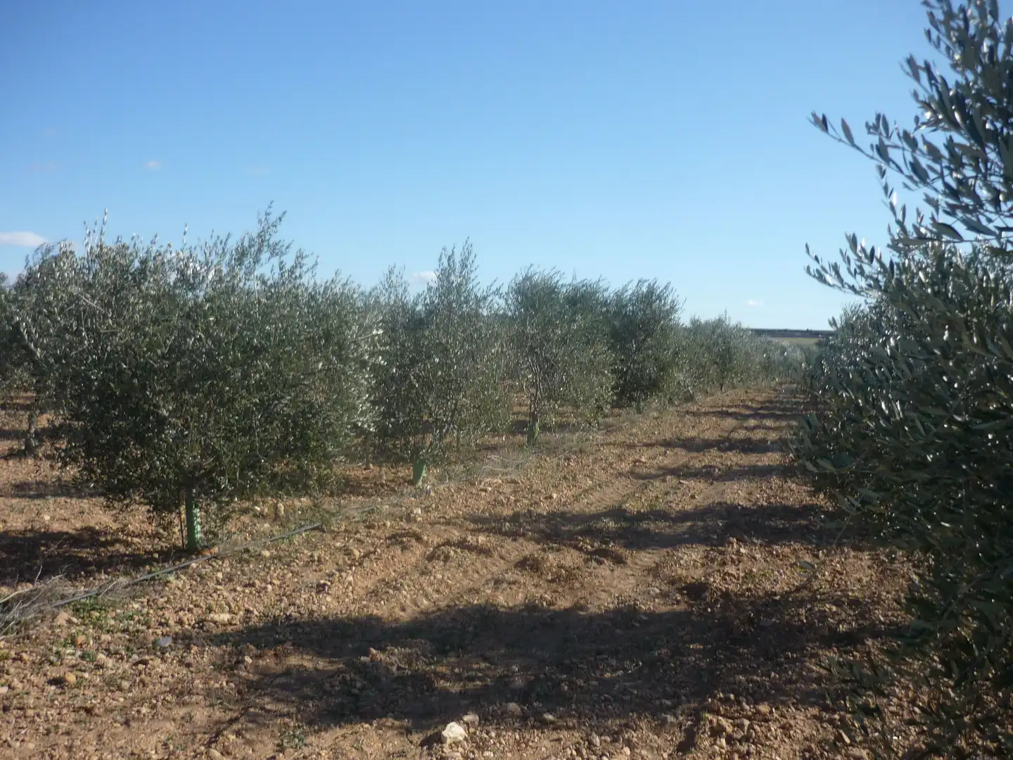 Land for sale in Vila-rodona