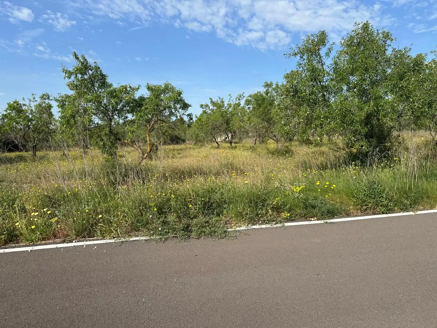 Land for sale in Traiguera