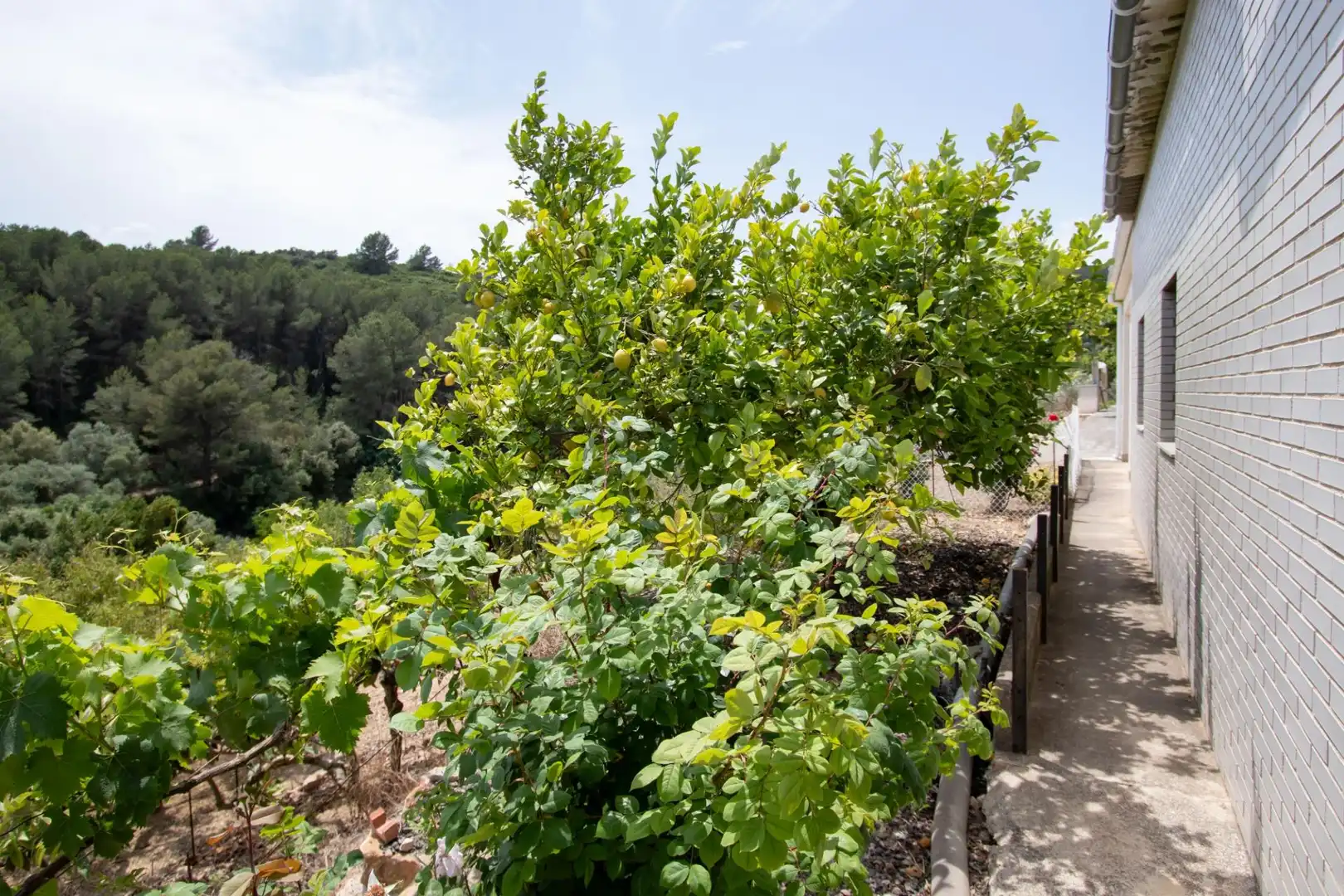 Jardí de Finca rústica en venda en Benlloc amb Jardí privat, Terrassa i Traster