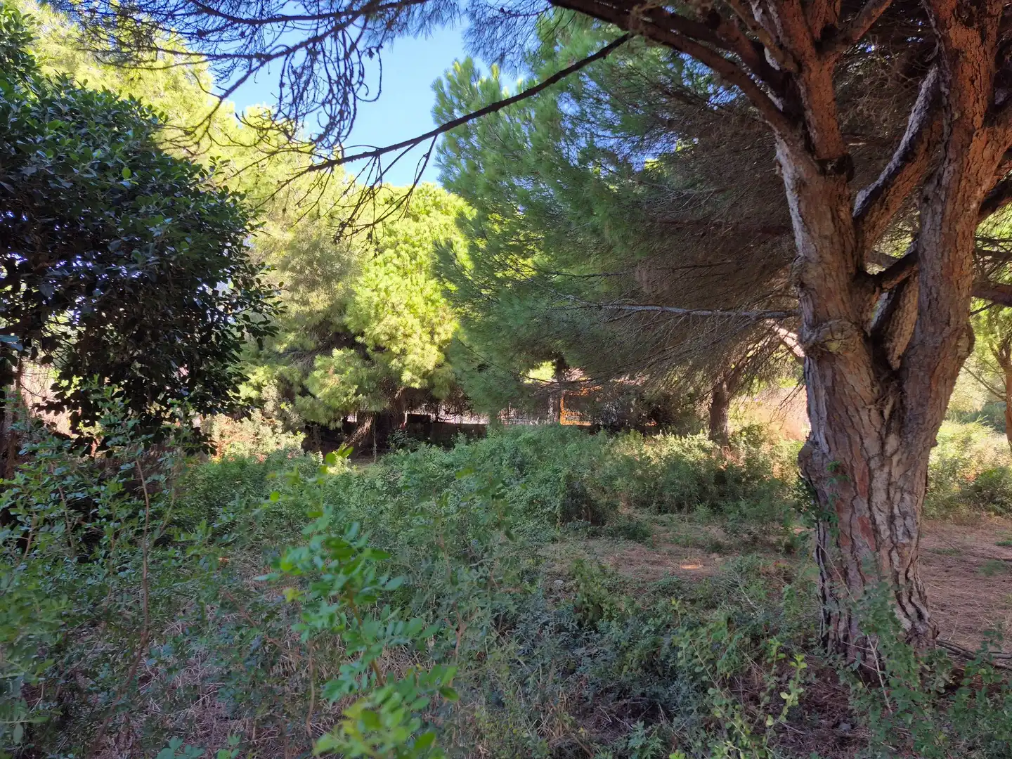Terreno rustico in vendita a Los Caños de Meca, imagen 7