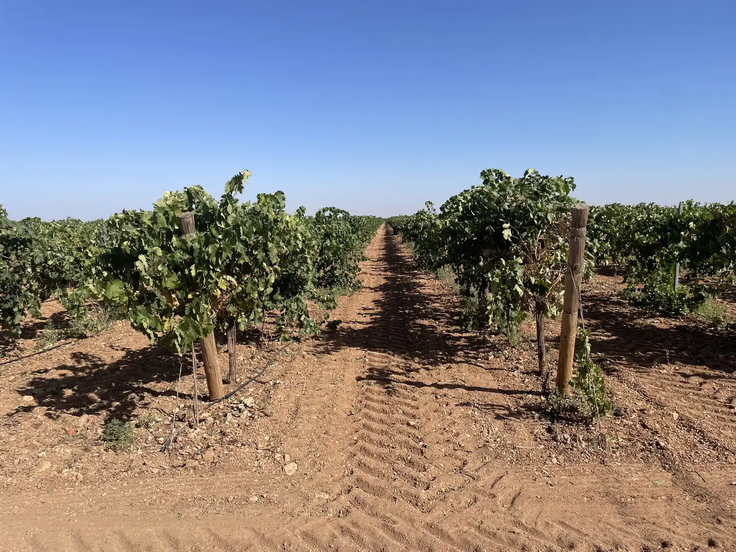 Rural land for sale in Argamasilla de Alba, imagen 17
