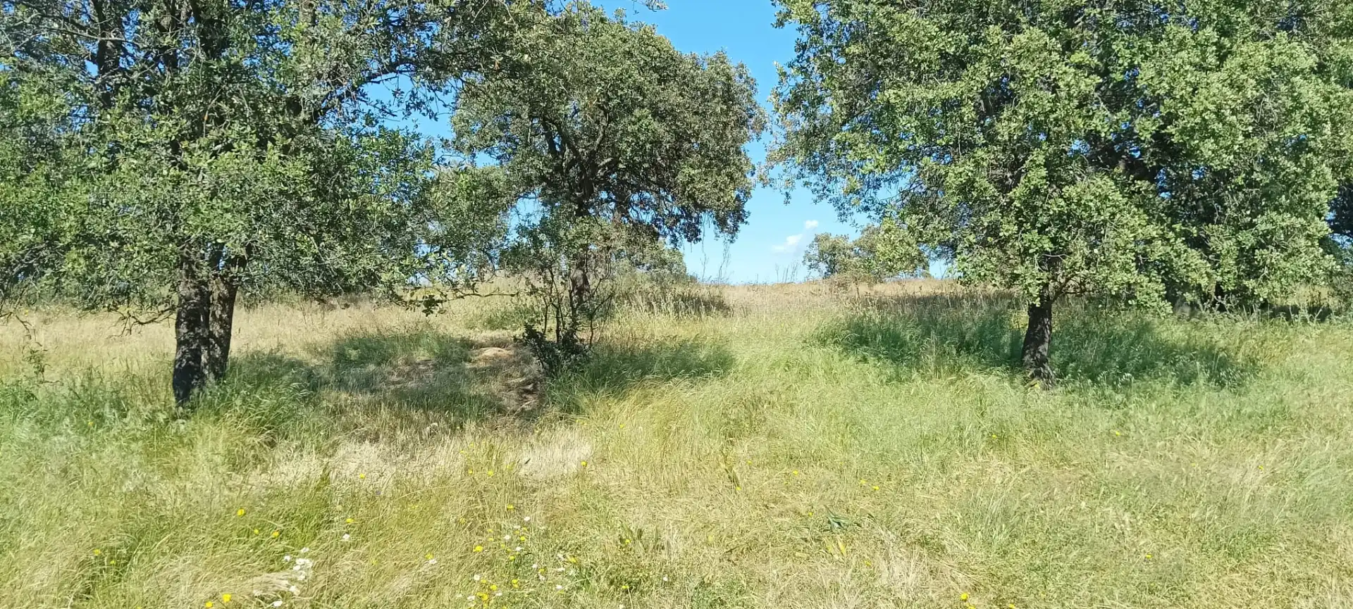 Land for sale in Pozoblanco