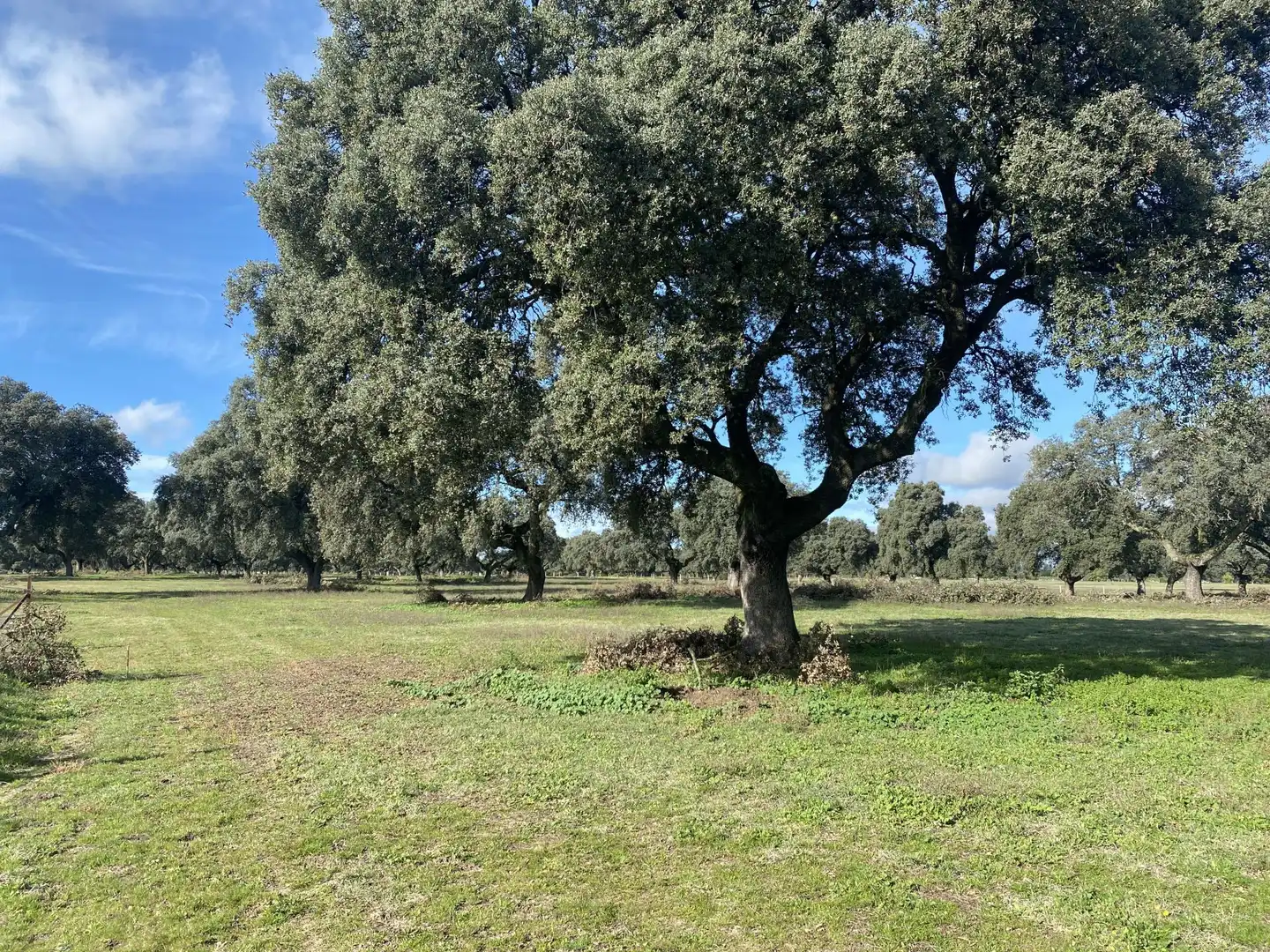 Land for sale in Torralba de Oropesa