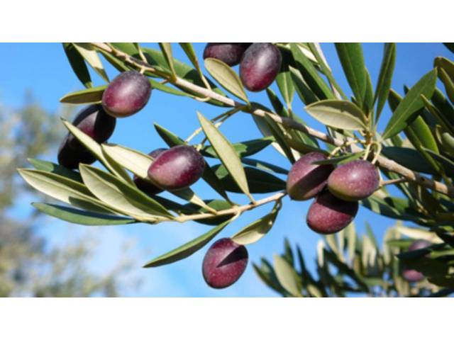 Terreno en Venta en Priego de Córdoba