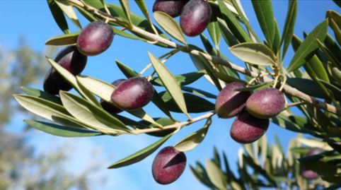 FINCA DE OLIVAR DE PICUDOS, HOJIBLANCOS Y MARTEÑOS