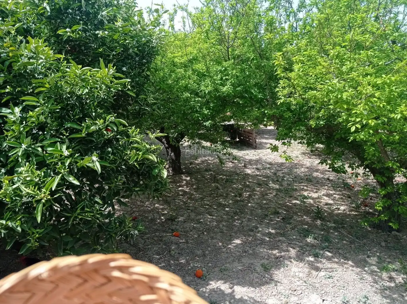 Chalet en venta en Avenida Rincón de Seca 32, imagen 4