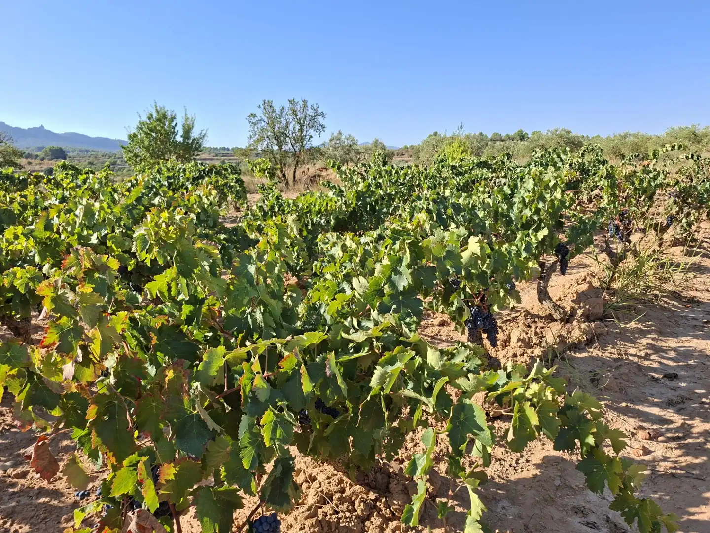 Terreno rustico in vendita a Avinguda d'Aragó 37, imagen 5