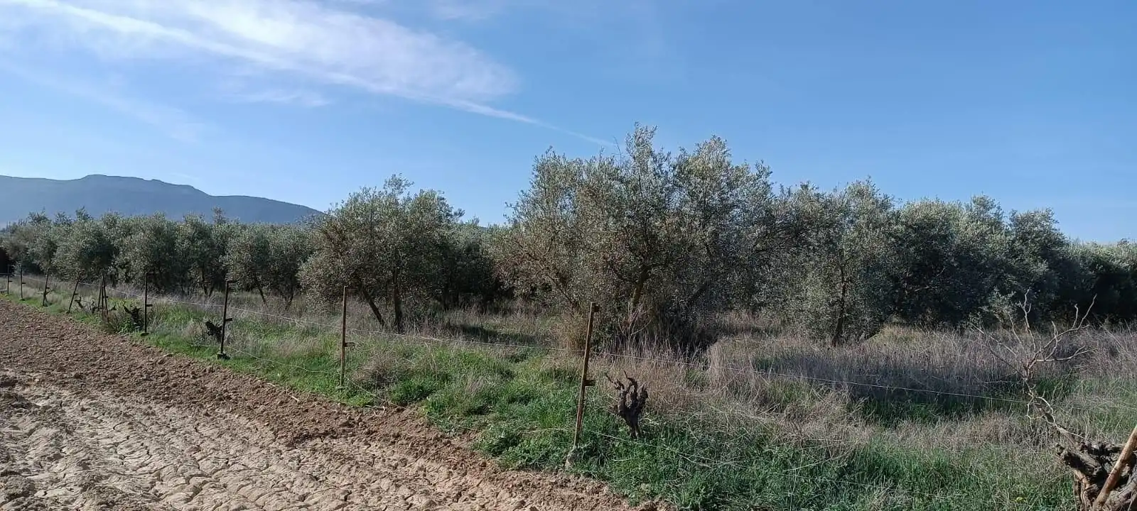 Finca rústica en venta en Villa de Otura