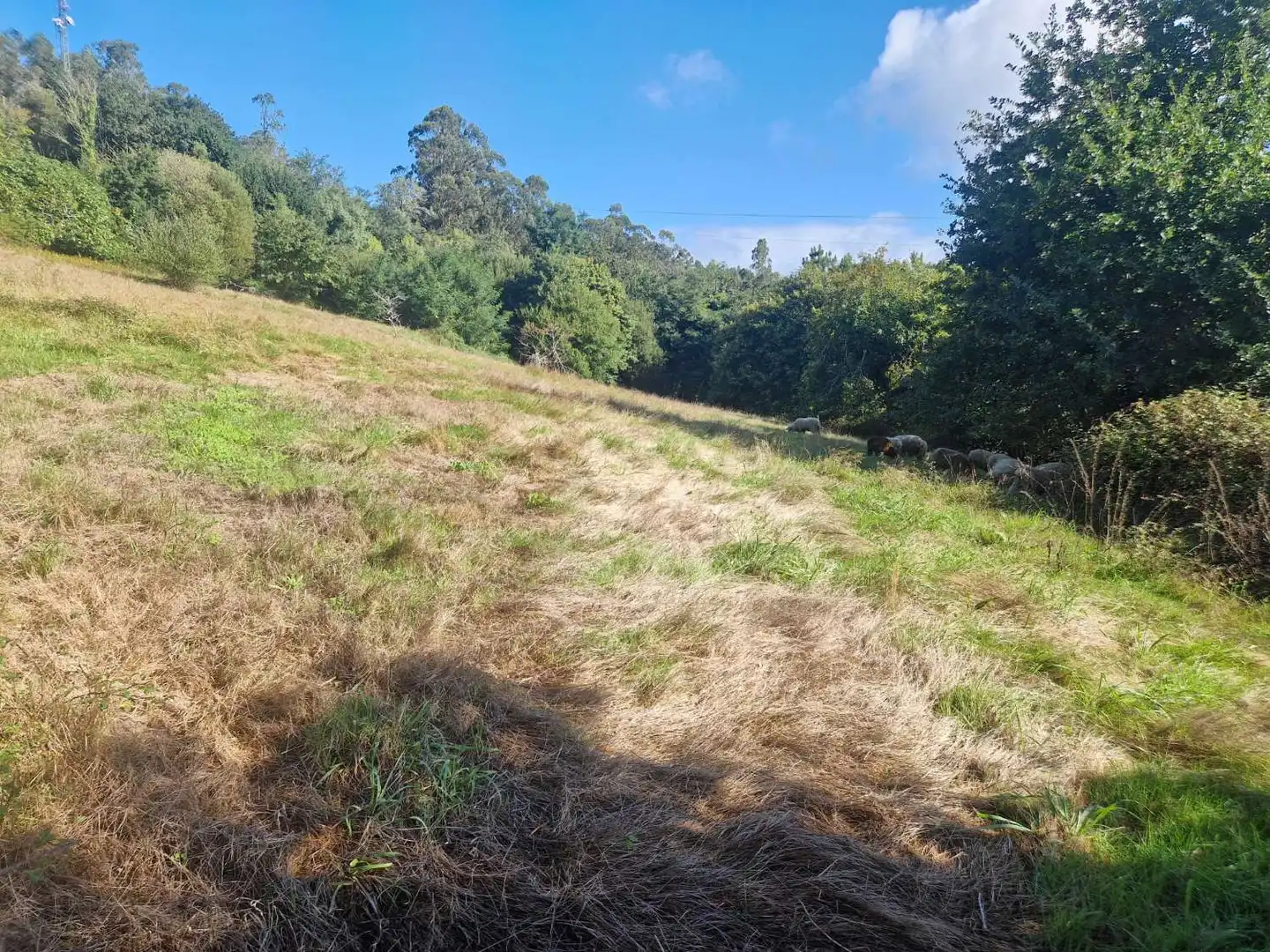 Lands and plots for sale in Brión, imagen 7