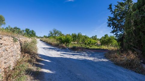 Oportunidad Única Finca Rústica Productiva junto al Polideportivo de Dúrcal, immagine 2