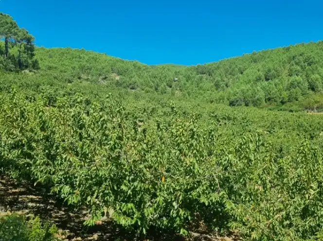 Terreni e lotti in vendita a Mombeltrán, imagen 10