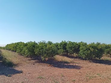 Terreno rustico in vendita a Partidas de interior - Zona Rústica