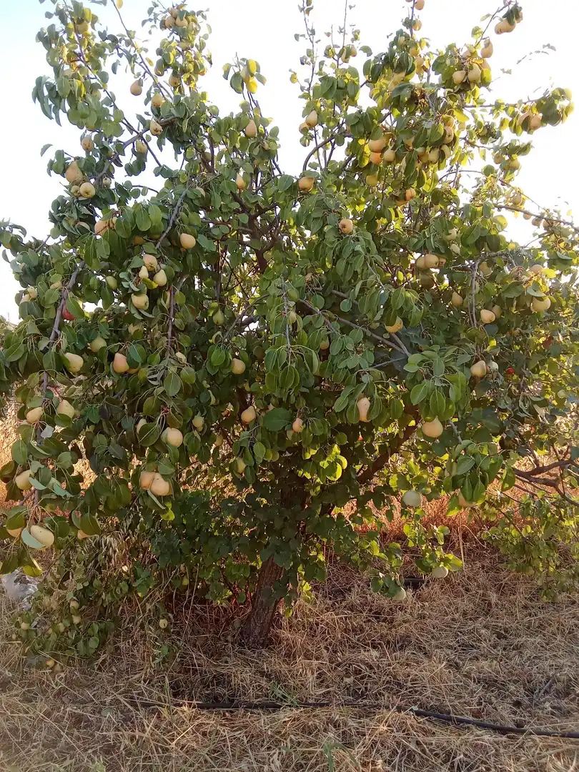 Garden of Land for sale in Almodóvar del Río