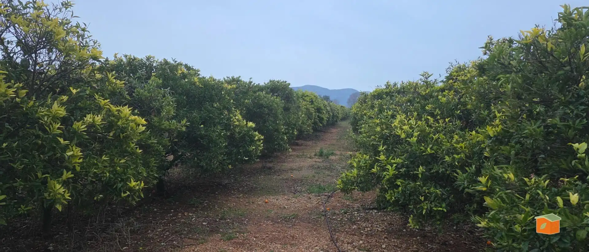 Rural land for sale in Masdenverge, imagen 2