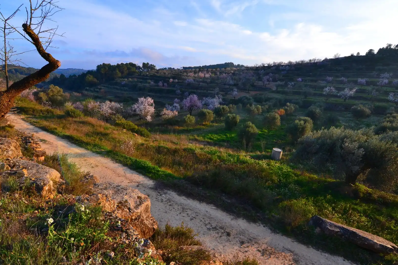 Rural land for sale in Corbera d'Ebre, imagen 78