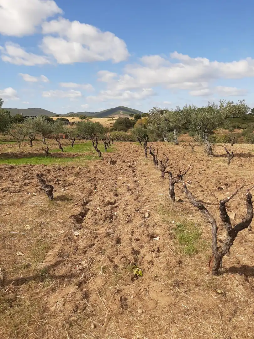Finca rústica en venta en Jerte