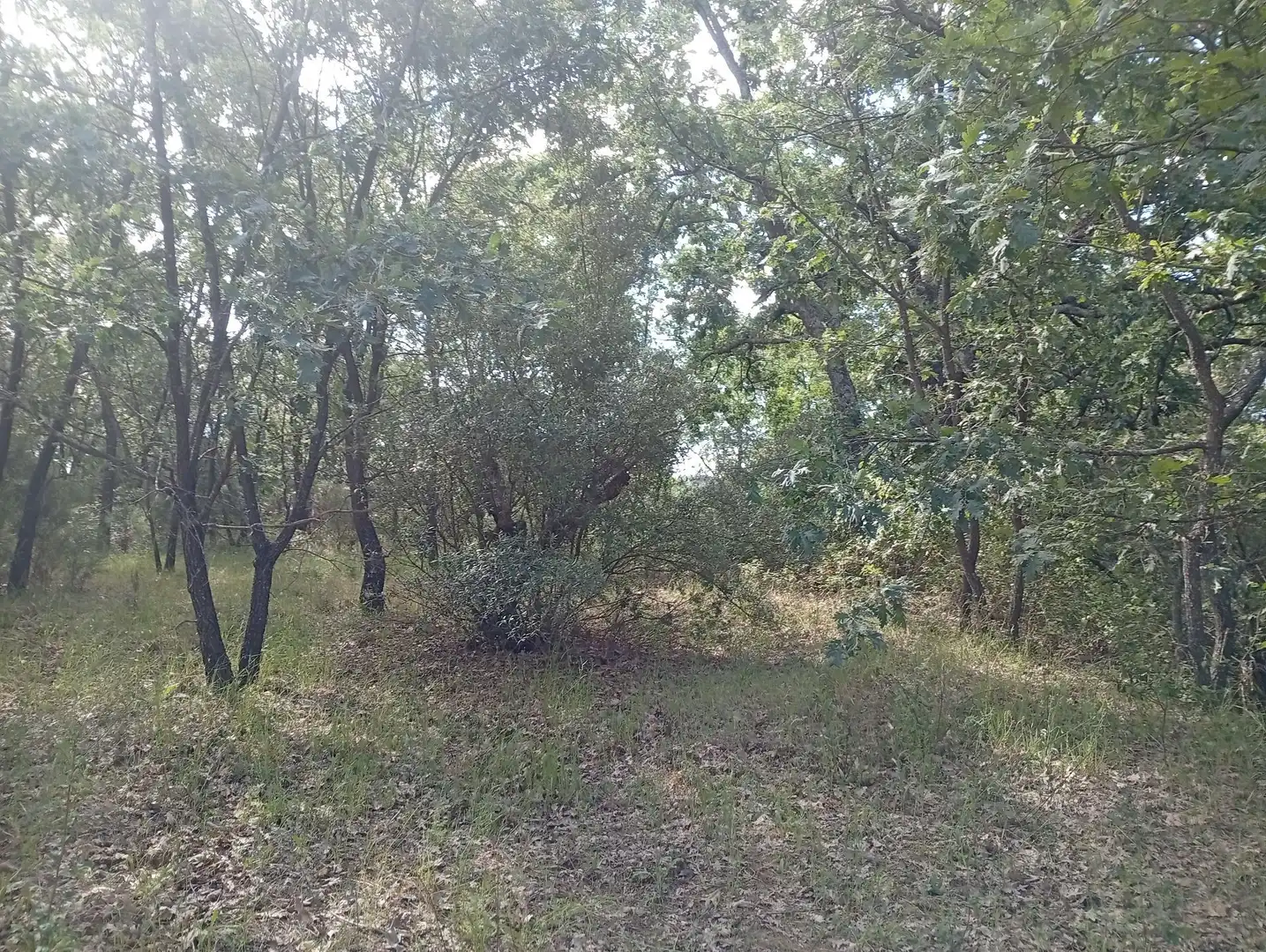 Terreni e lotti in vendita a Losar de la Vera, imagen 57