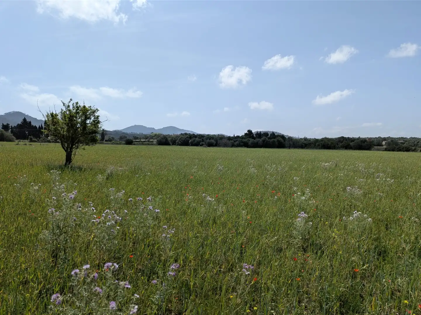 Rural land for sale in Felanitx Poble, imagen 6
