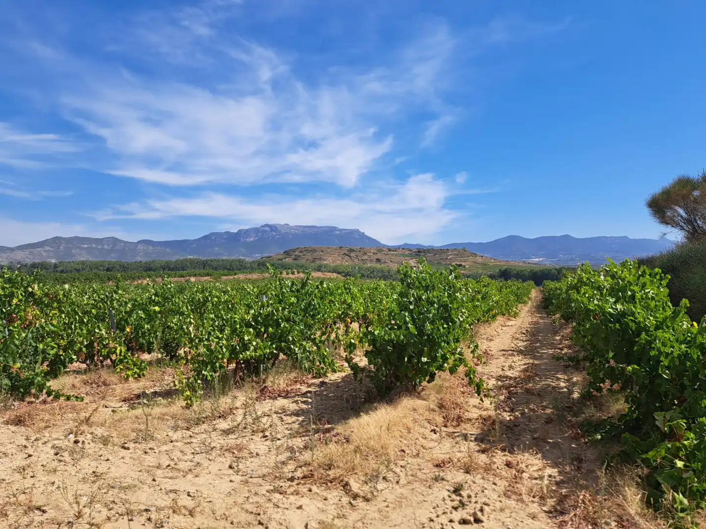 Rural land for sale in Calle Fresnos, imagen 5
