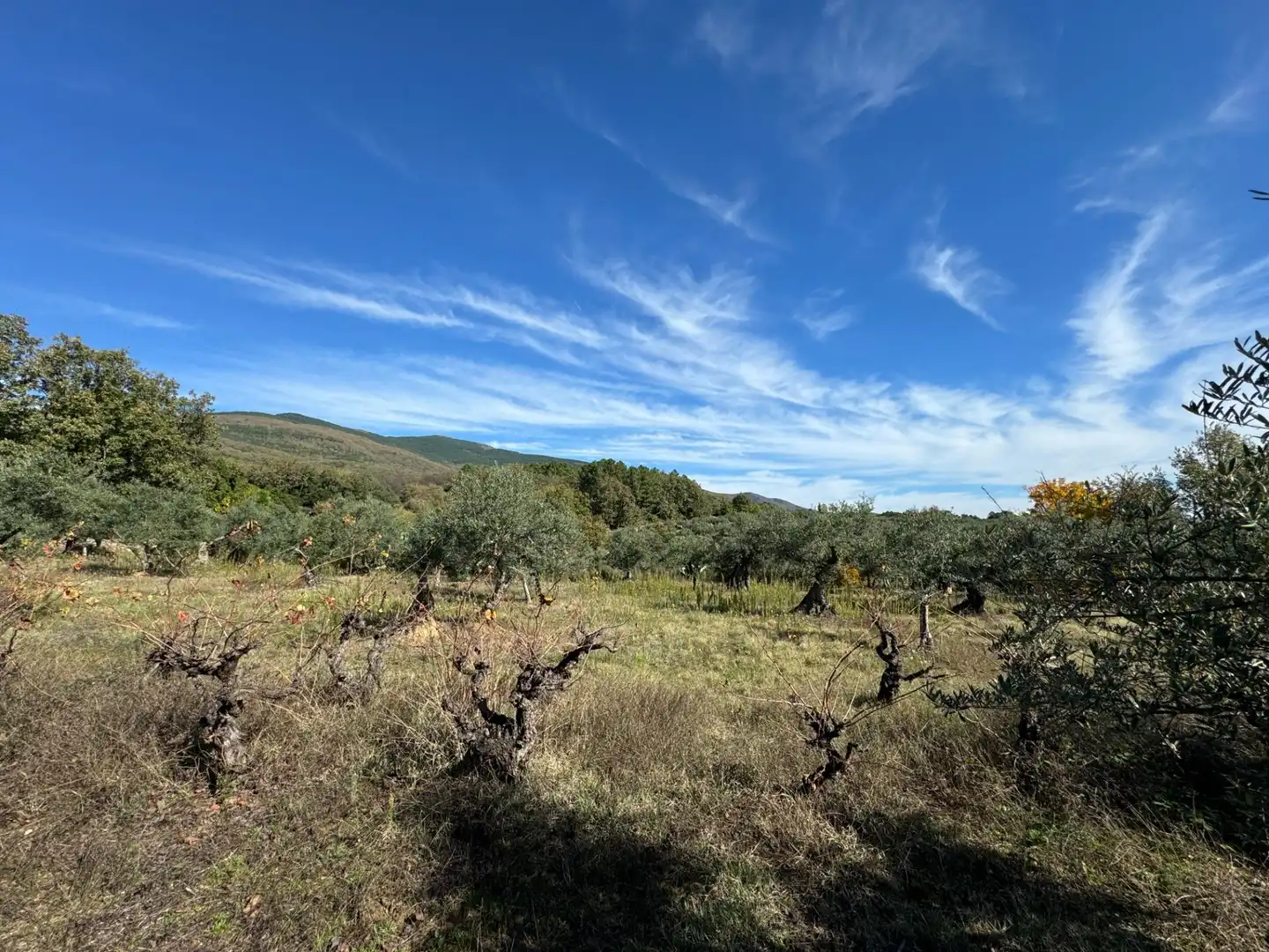 Finca rústica en venta en Candeleda con Jardín privado