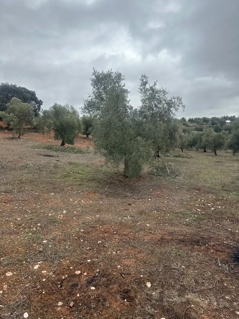 Terreni e lotti in vendita a Cogollos de la Vega, imagen 7