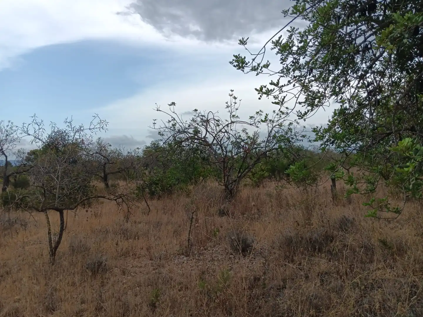 Lands and plots for sale in Roquetes, imagen 9