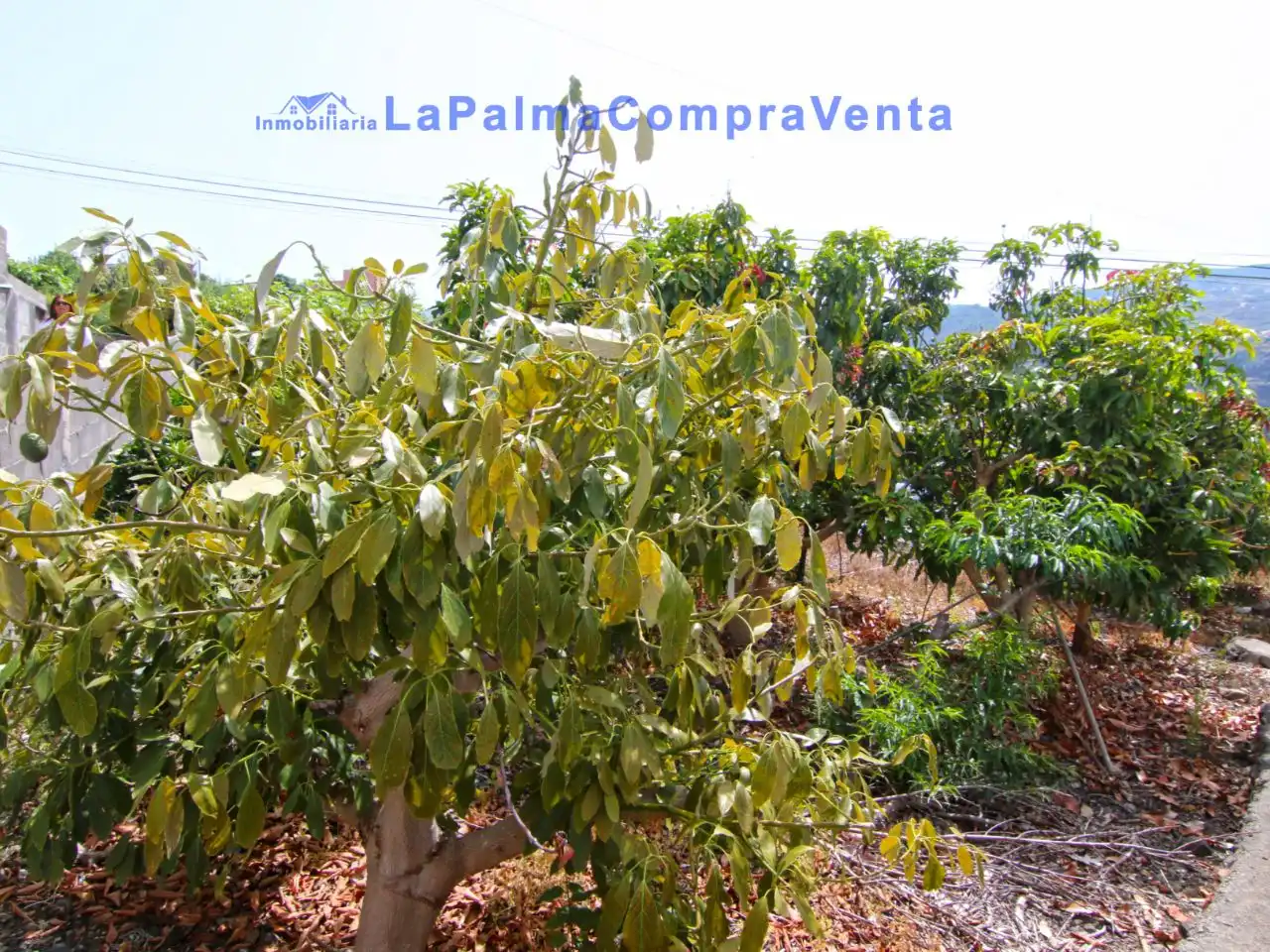 Terreno en venta en San Andrés y Sauces