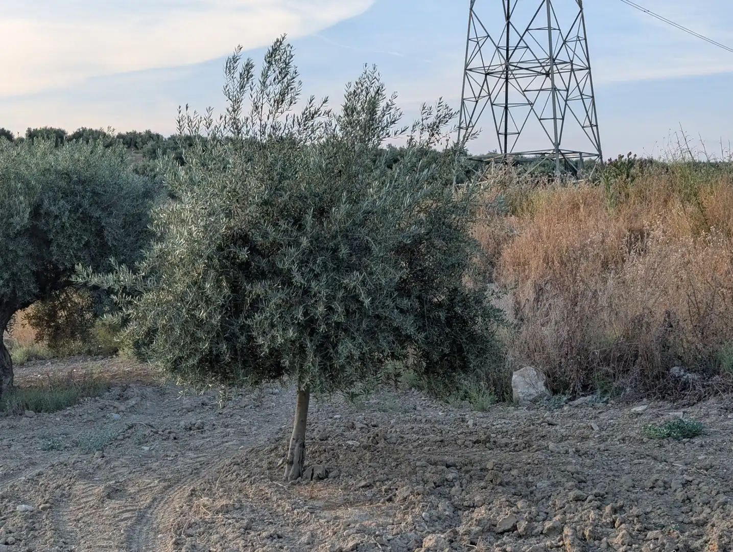 Land for sale in Lopera