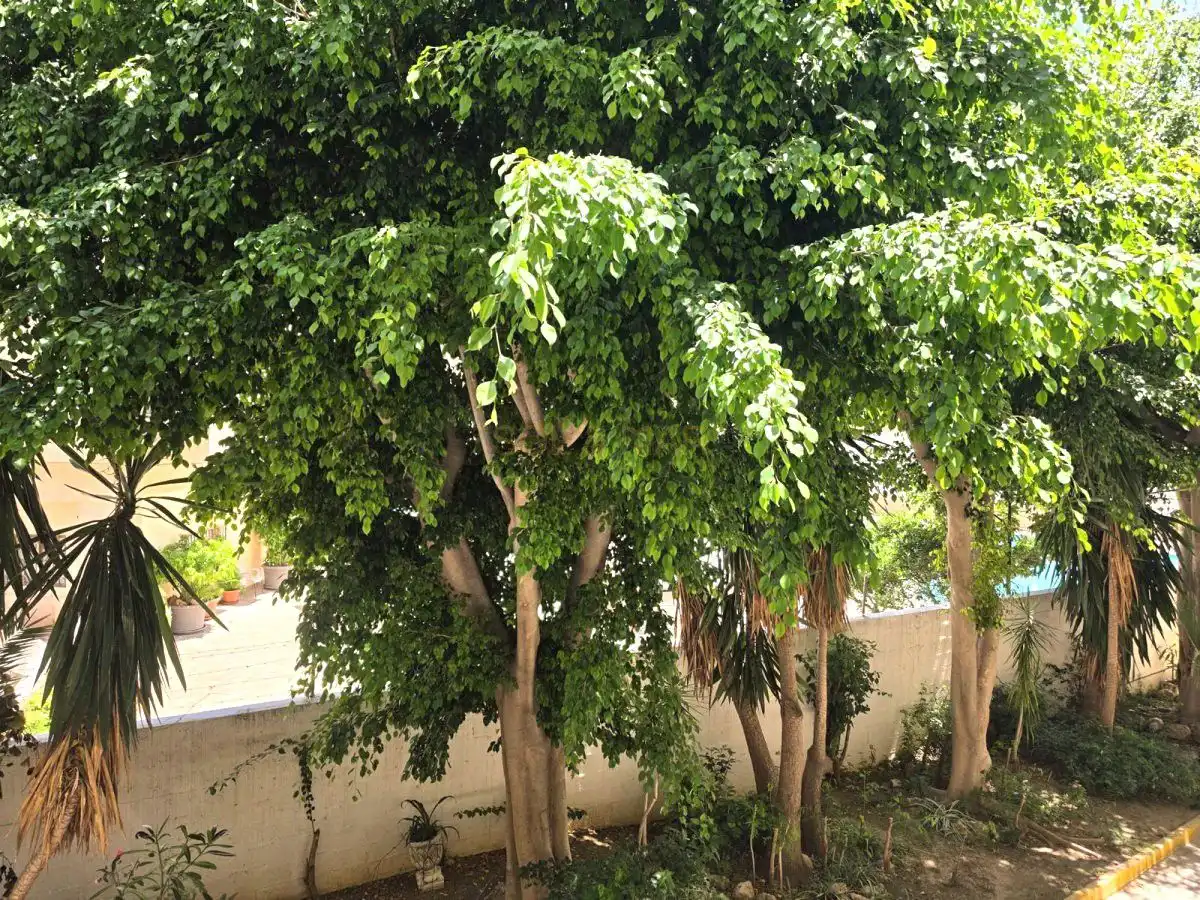 Jardín de Estudio en venta en Torremolinos con Aire acondicionado, Calefacción y Amueblado
