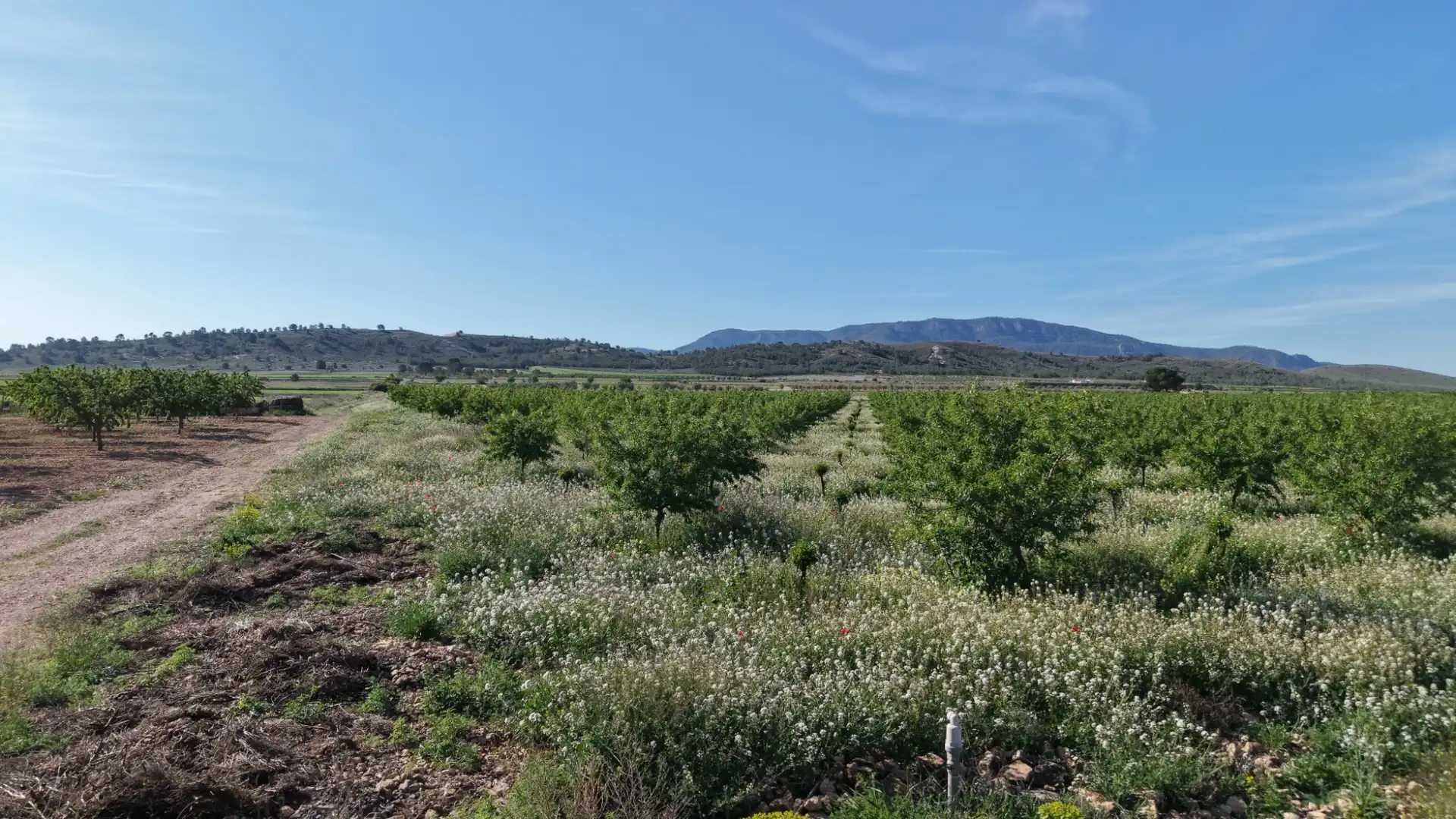 Residential land for sale in Yecla, imagen 3