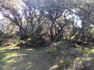 Terreno rústico en venta en Fresnedilla