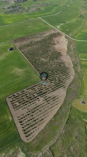 Land for sale in Herreruela de Oropesa