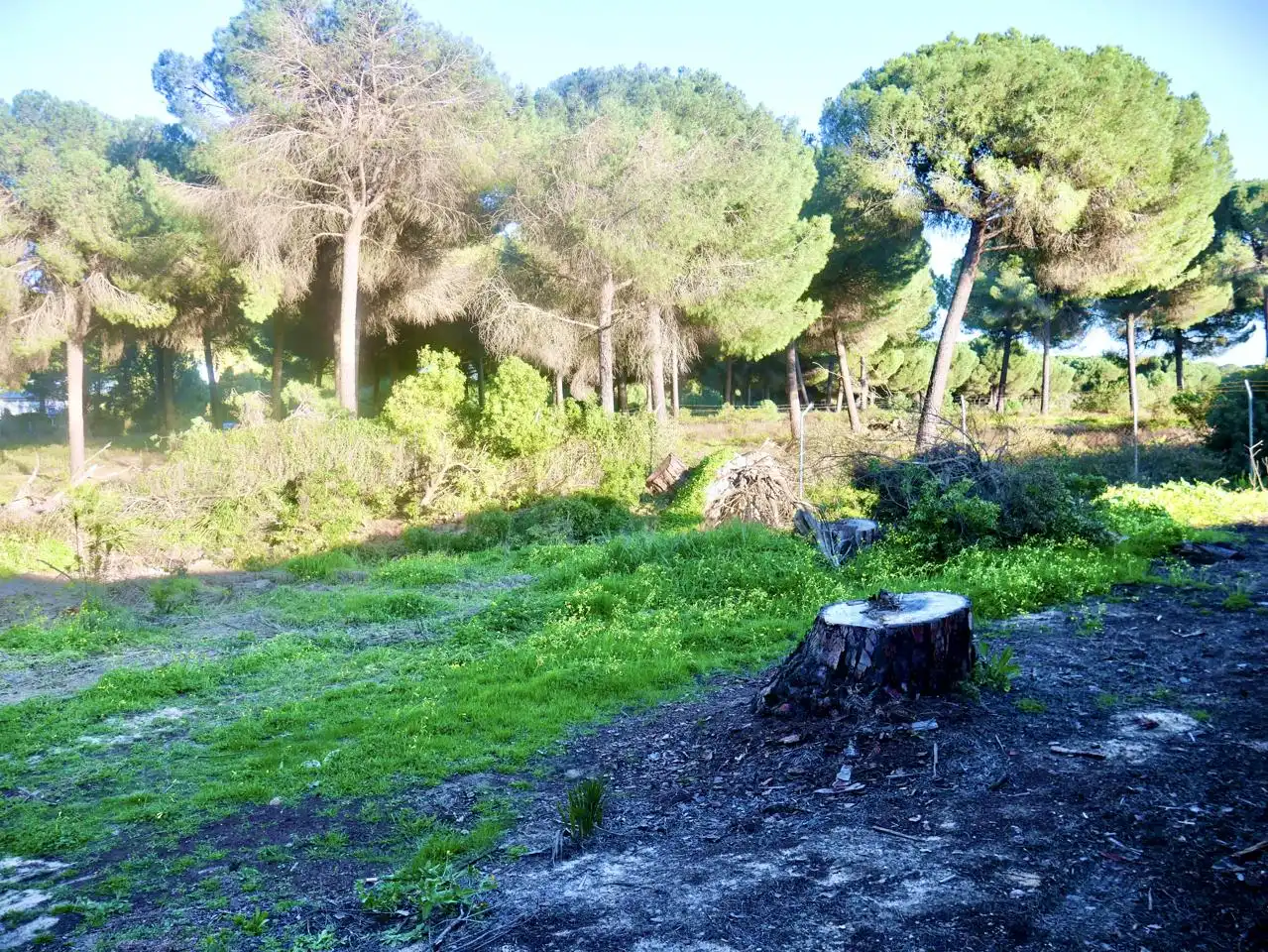 Casa o xalet en venda en Hinojos amb Jardí privat i Moblat