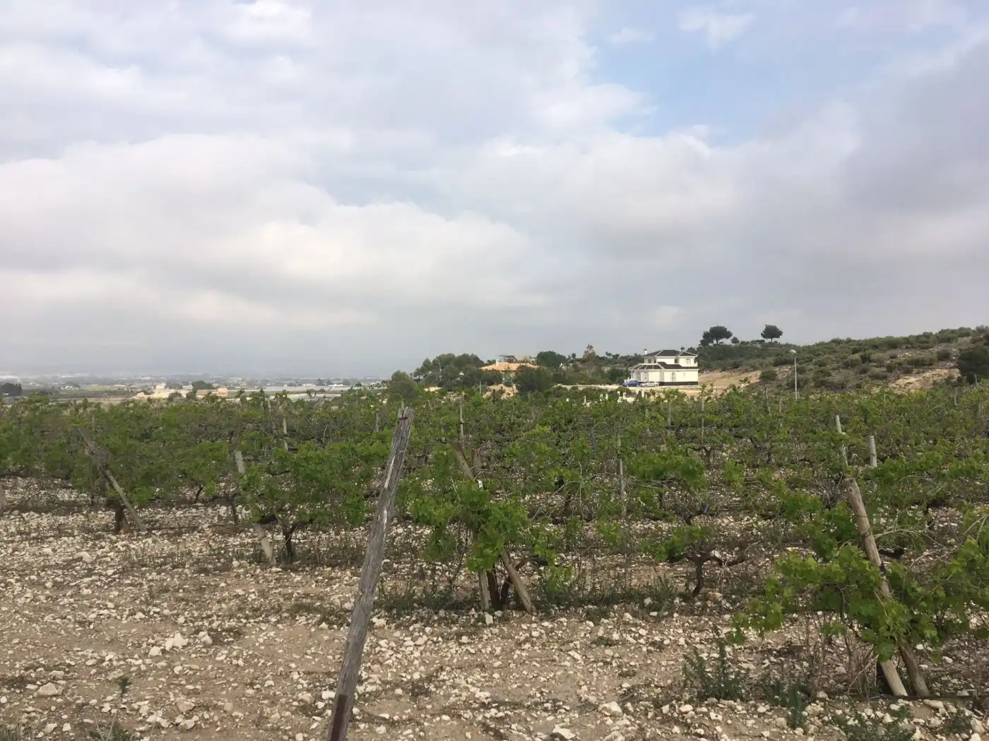 Residential land for sale in Novelda, imagen 12