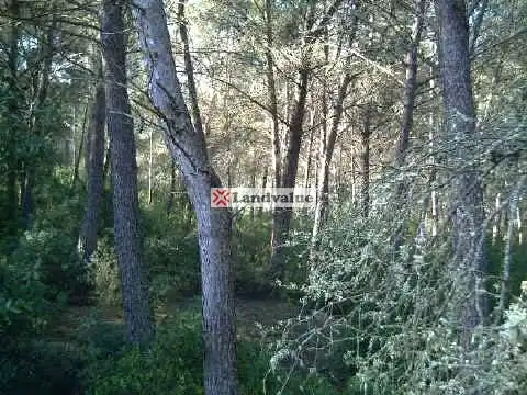 Rustikales Grundstück zum Verkauf in LA ROTA. POL 10 PARC 873, imagen 4