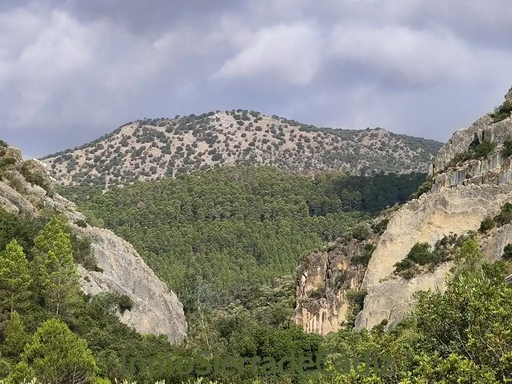 Vista exterior de Finca rústica en venda en Algodonales