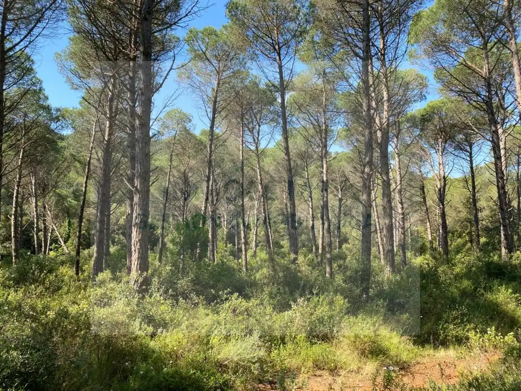 Land for sale in Pals