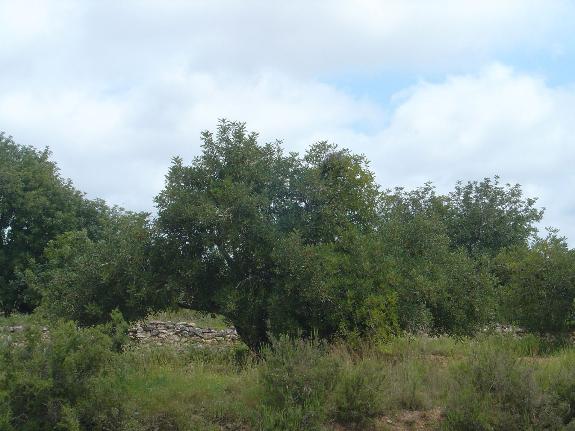 Land for sale in La Riera de Gaià