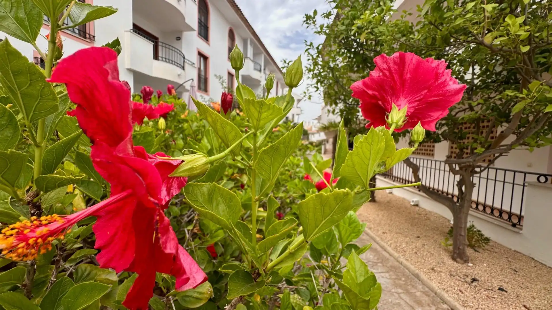Apartament amb piscina de lloguer a Calle MANISES, imagen 19