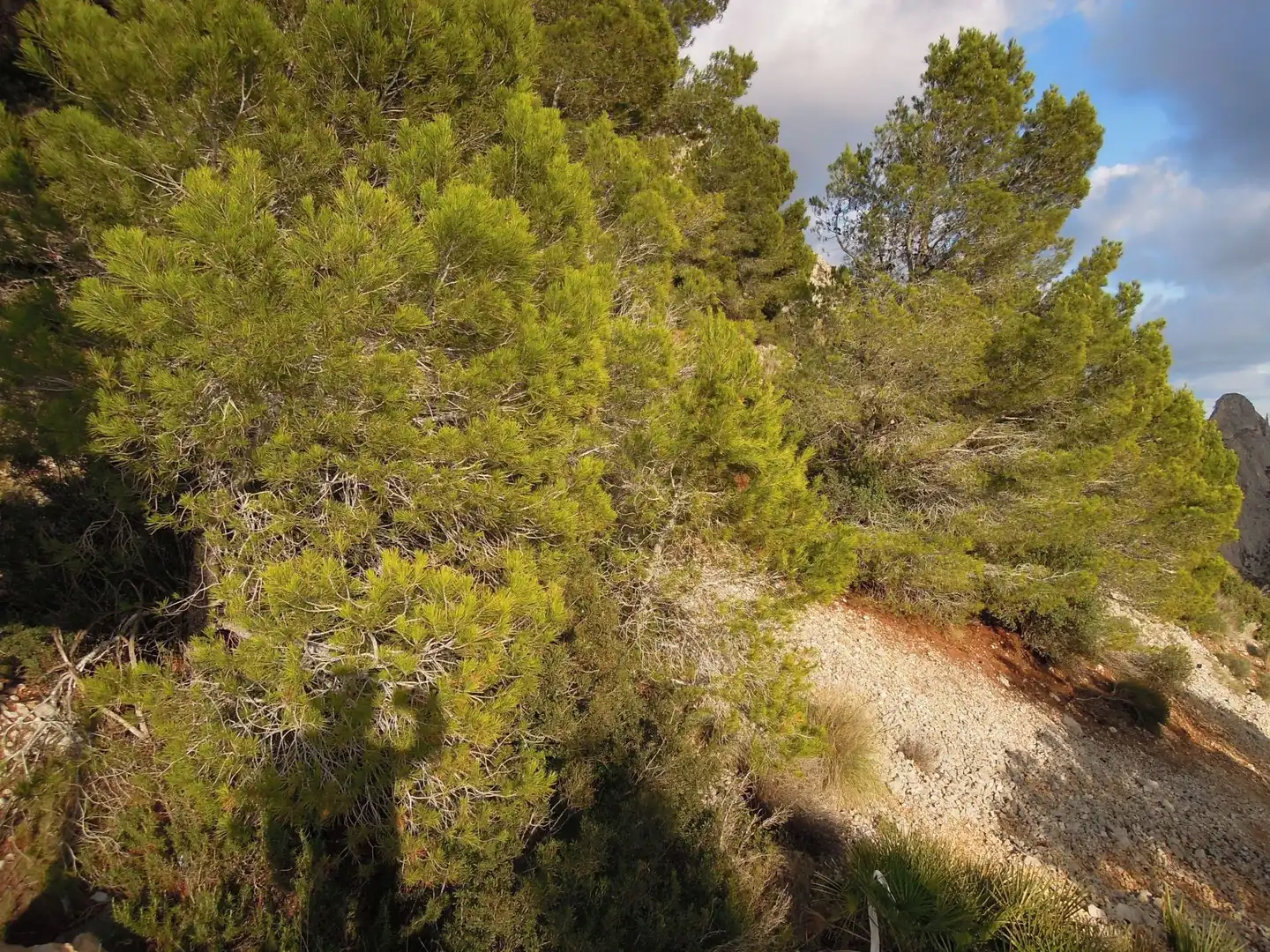 Residential zum Verkauf in Altea