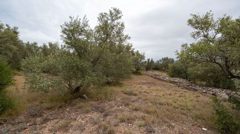 Finca rústica sin ninguna edificación y buen acceso, immagine 3