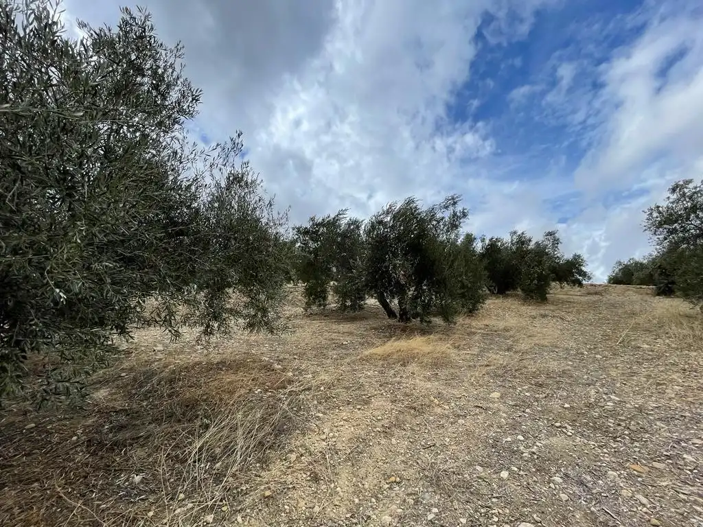 Land for sale in San Ildefonso - Catedral