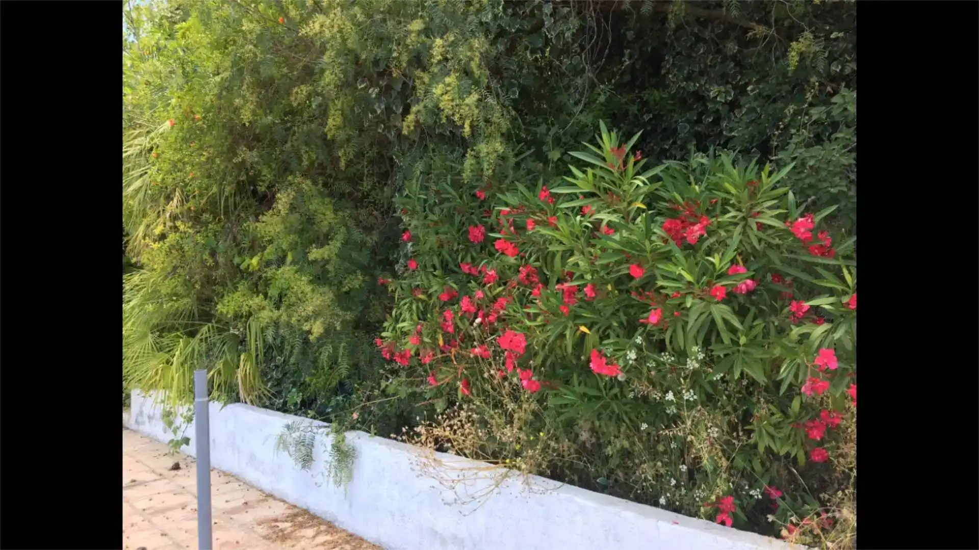 Jardí de Finca rústica en venda en Pozoblanco amb Jardí privat, Piscina i Balcó