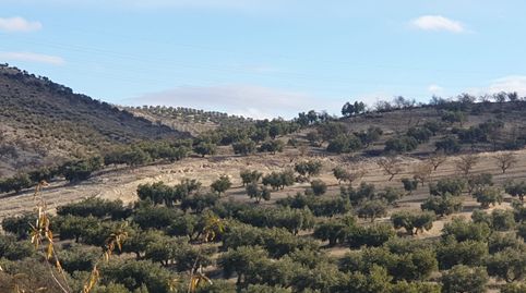 GRAN FINCA DE OLIVOS EN CHIMENEAS