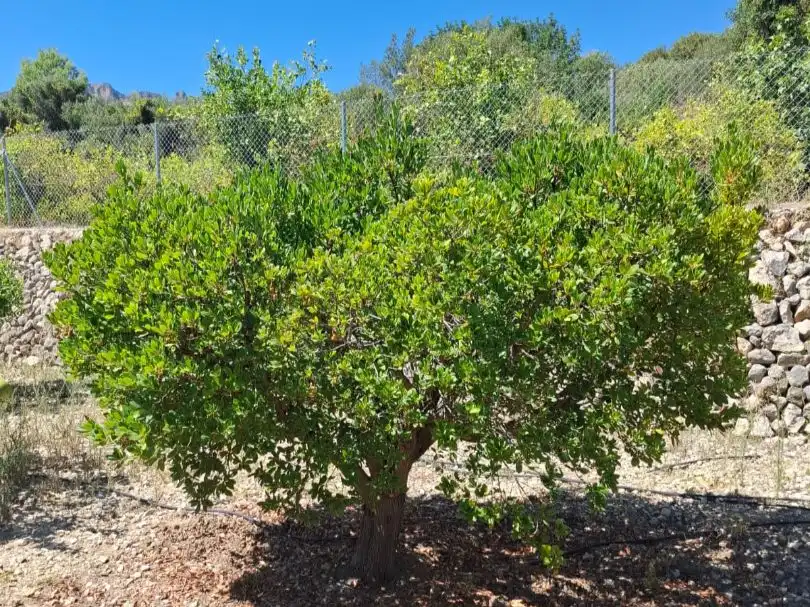 Garten von Grundstücke zum Verkauf in Beniardà